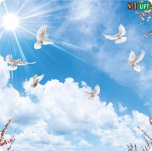 موديلات الزجاج